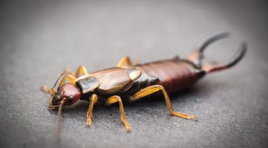 Enough To Give You Nightmares