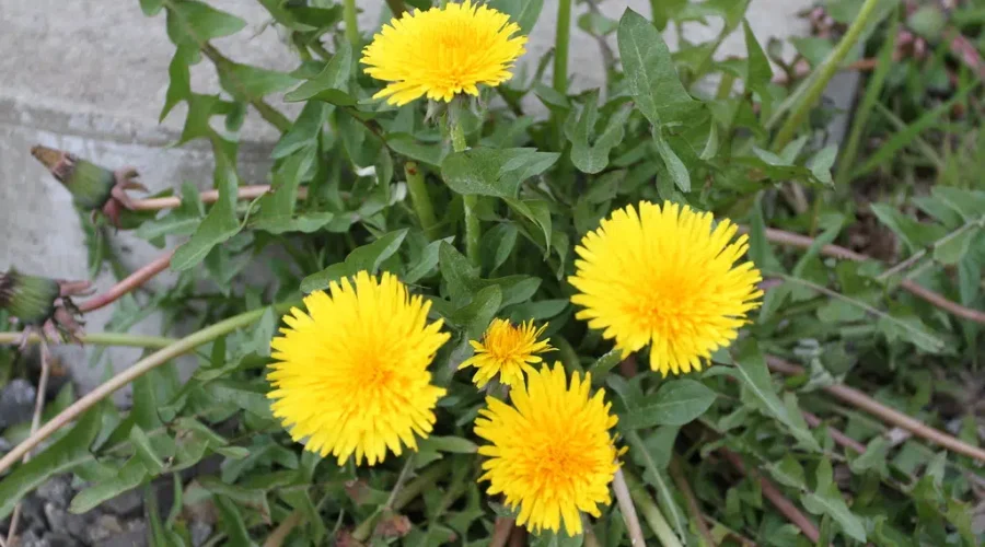 More Dandelions In Your Diet