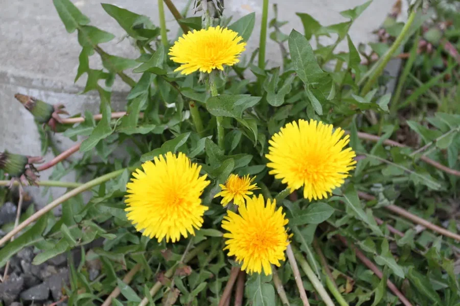 More Dandelions In Your Diet