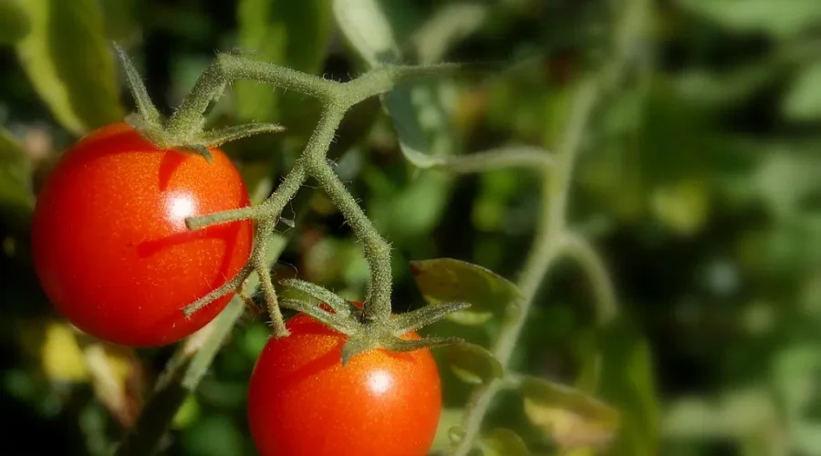 What To Plant