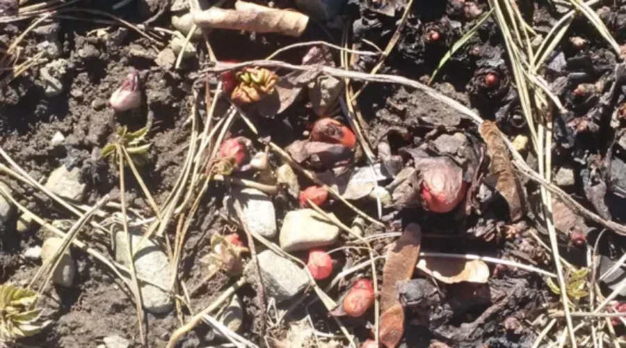 Here Comes The Rhubarb