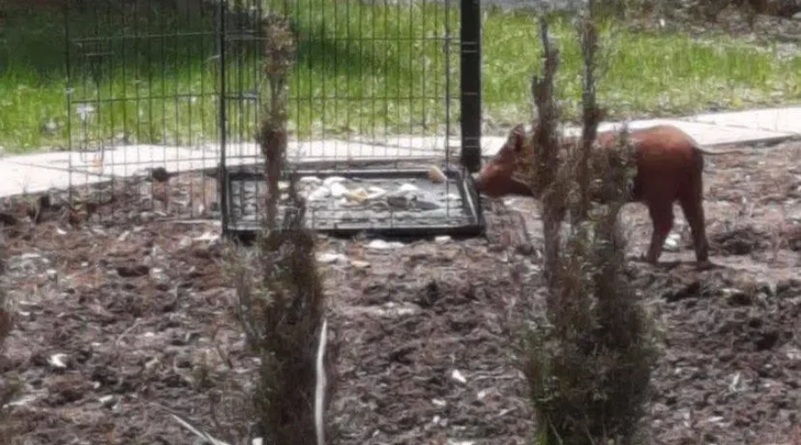 Bridgewater Pig Looks To Go ‘Wee Wee Wee’ All The Way Home