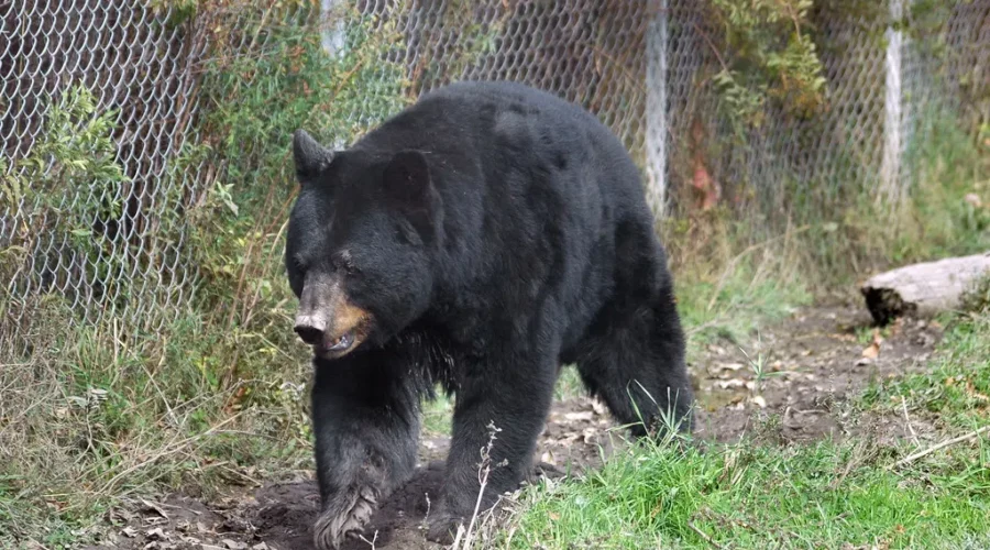 The Day I Came Face To Face With A Bear