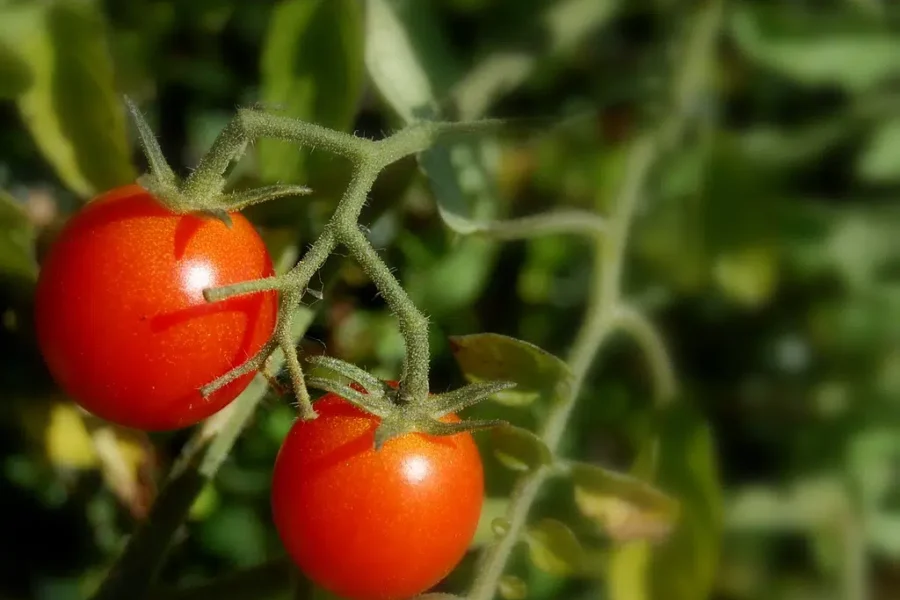 When To Plant