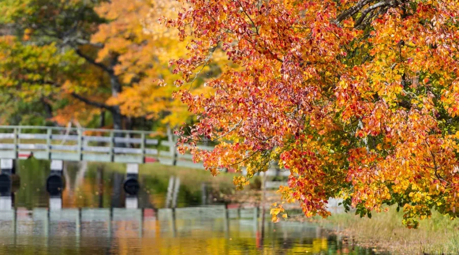 Summer Versus Fall ?