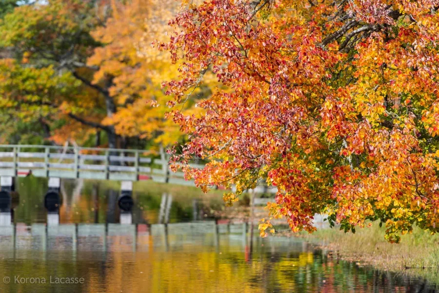 Summer Versus Fall ?
