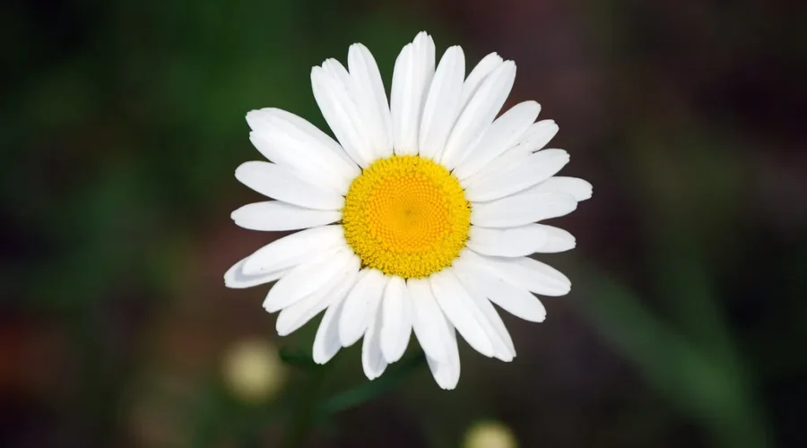 Chances Are… Maybe?