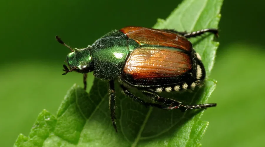 Keeping The Pests Away