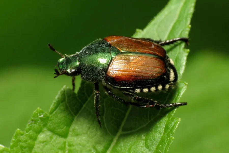 Keeping The Pests Away