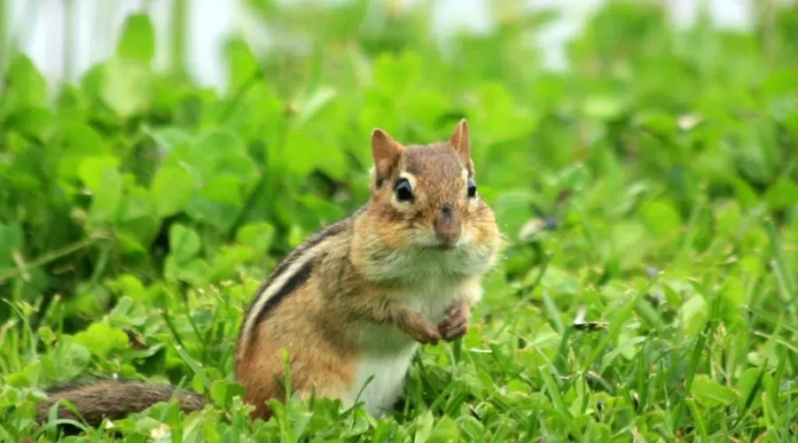 Chipmunks – Nicer Or Just Better PR?