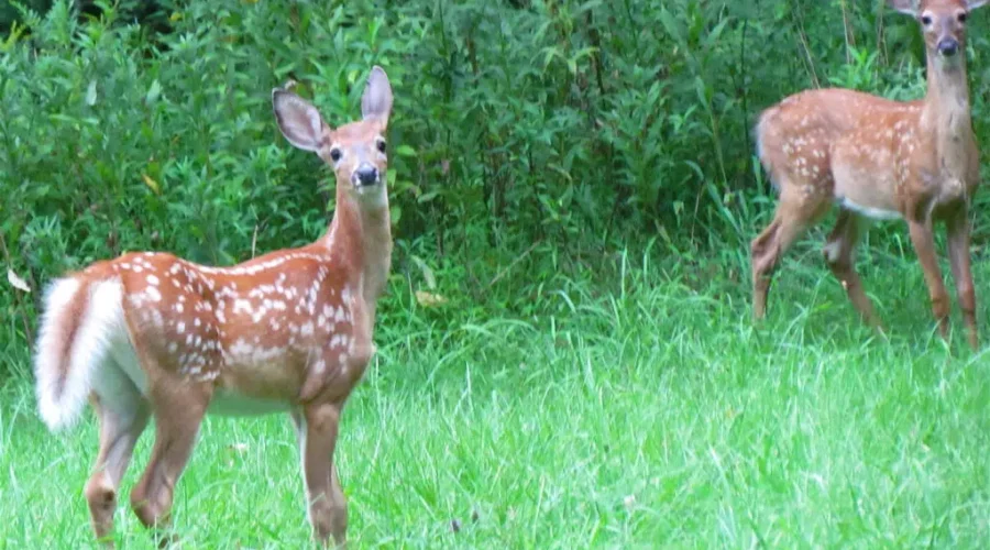 Hope For Wildlife Seeking South Shore Drivers