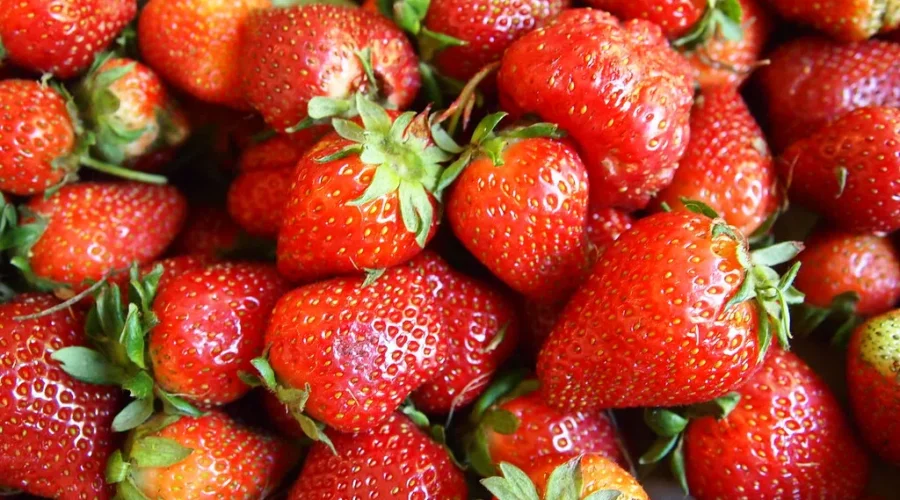 Strawberry Season