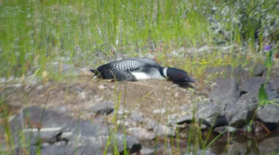 They Don’t Really Blend In