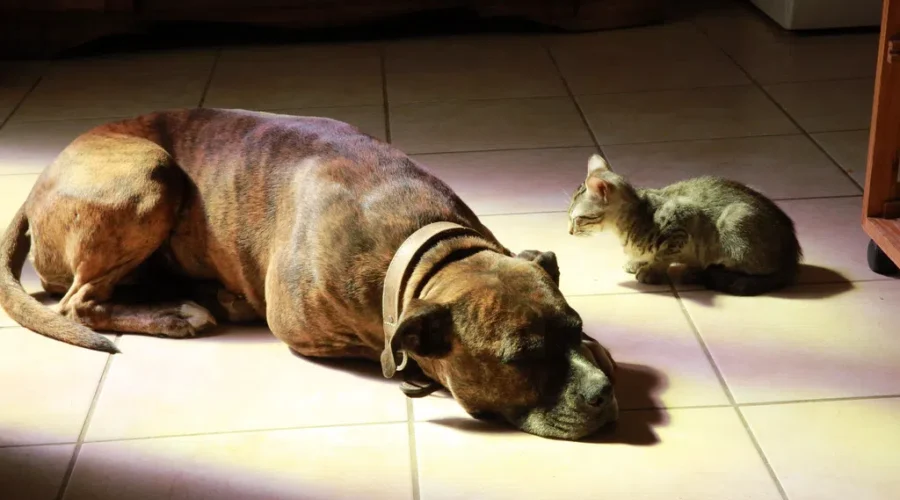 Talking To The Animals