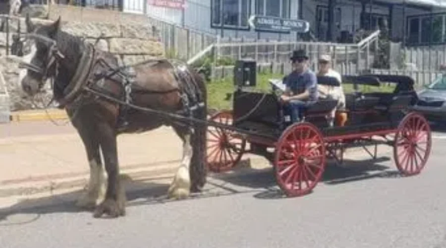 Trot In Time Gets Ready To Resume Buggy Rides In Lunenburg