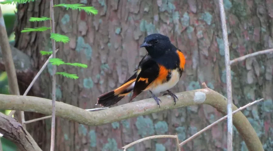 An Unexpected Visitor