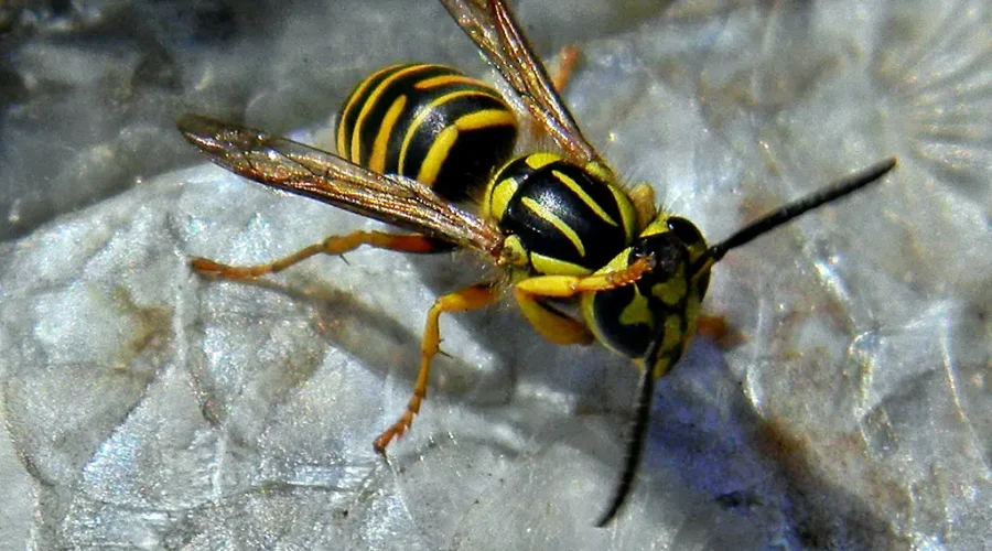 I Talk Nicely To Bees