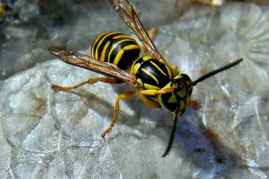 I Talk Nicely To Bees