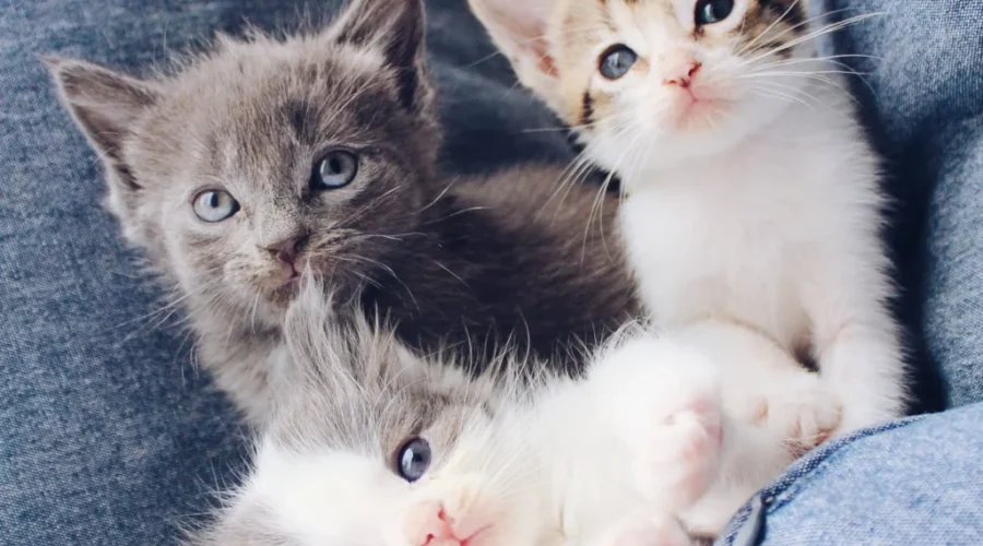 SHAID Deals With Spike In Kitten Population