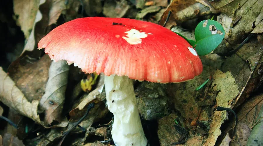 Great Weather For Mushrooms