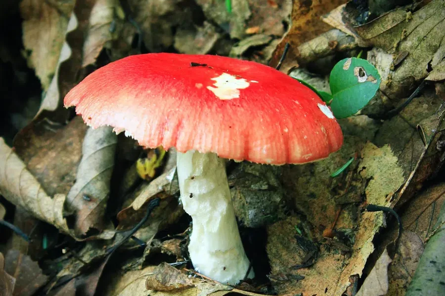 Great Weather For Mushrooms