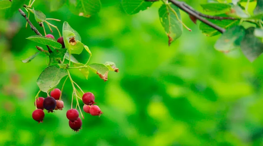 The Pear That Isn’t