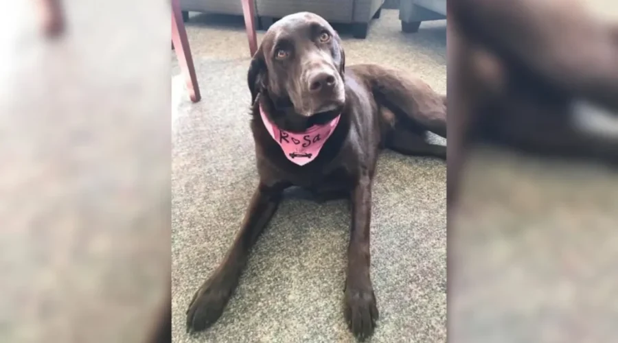 N.B. Canine Therapy Program Expands