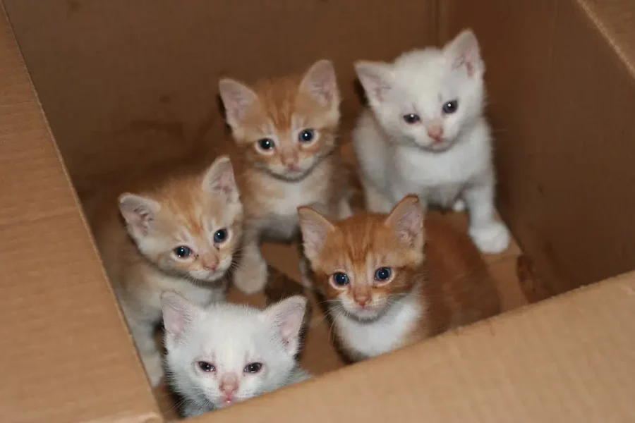 You Need A Kitten