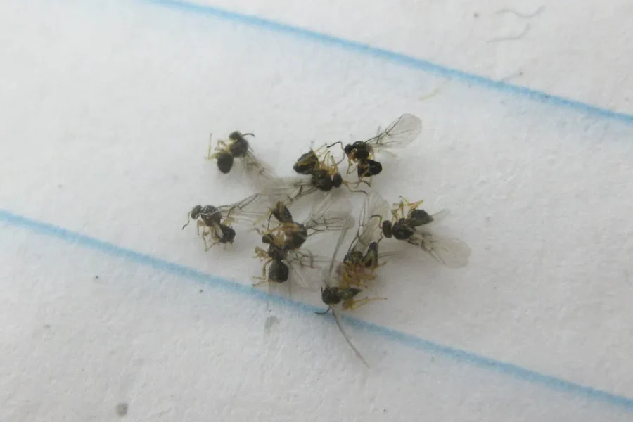 More Home Invaders