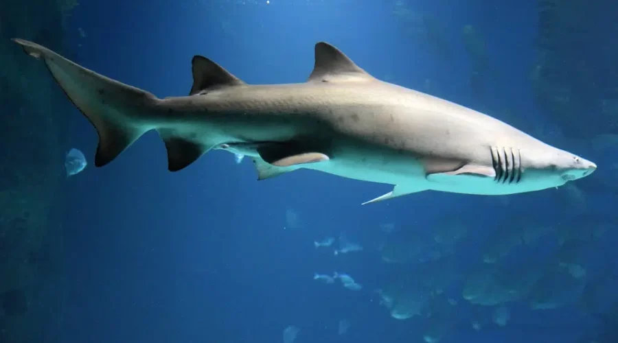 Surrounded By Sharks