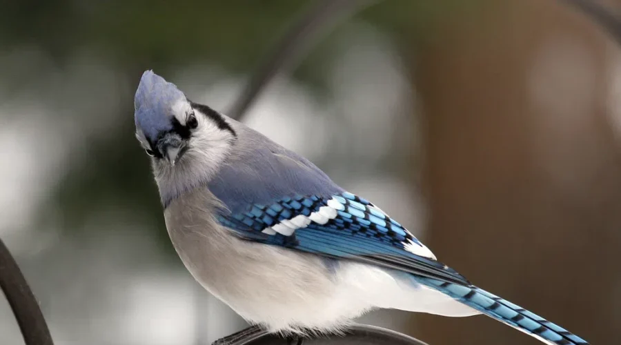 Listening To The Birds