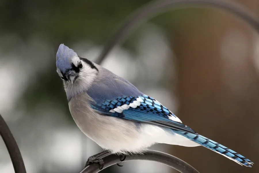 Listening To The Birds