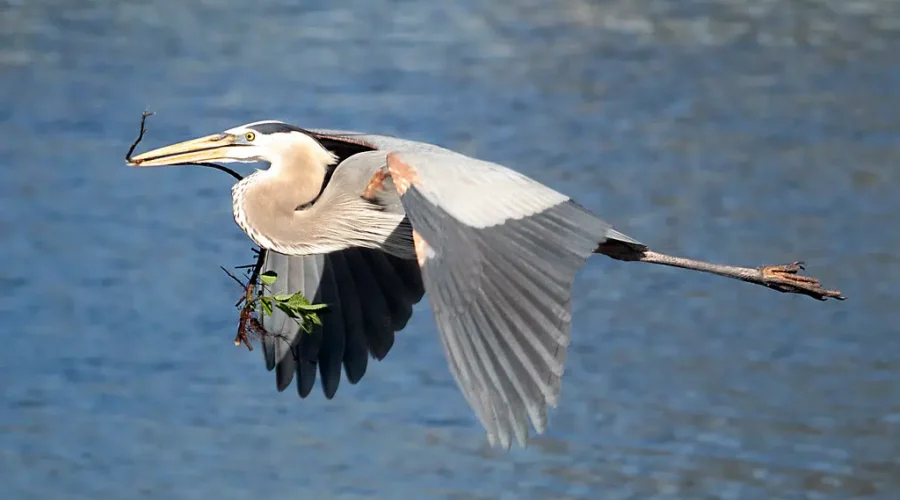 Heron’s Everywhere