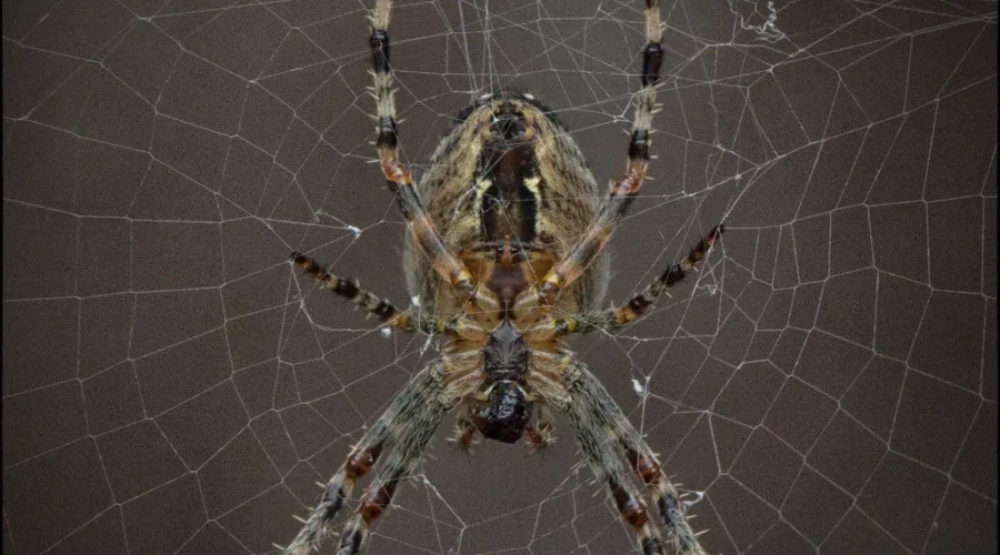 Getting Rid Of Spiders