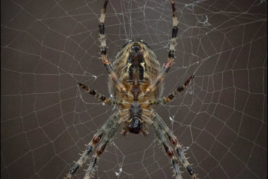Getting Rid Of Spiders