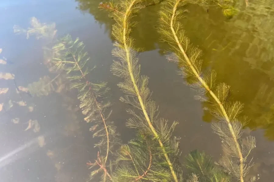 Help Prevent The Spread Of Invasive Species