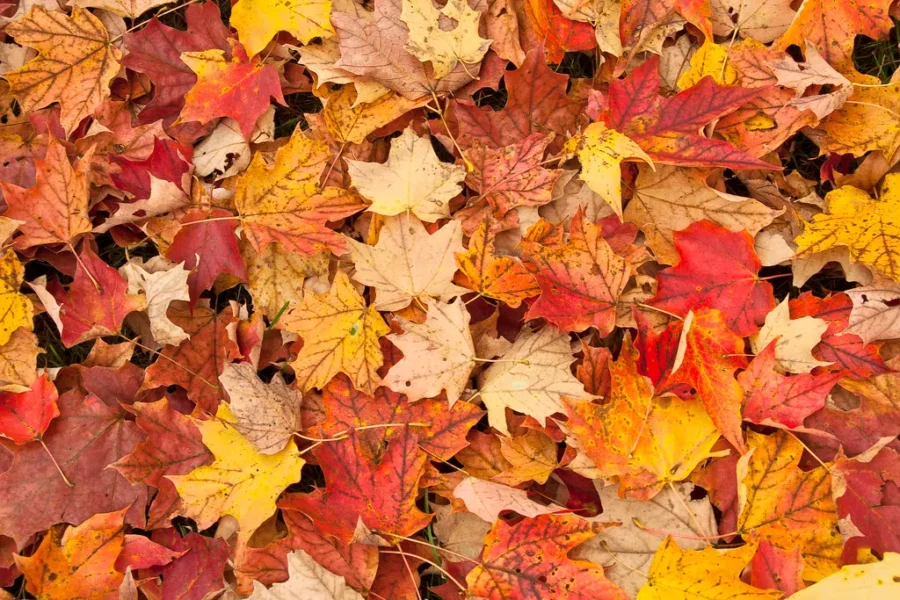 To Rake Or Not