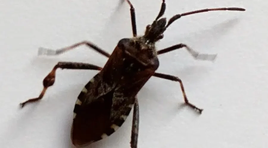 Where Are The Home Invaders?