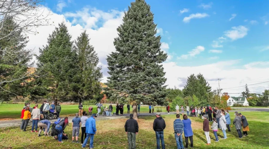Boston Christmas tree from Cape Breton this year
