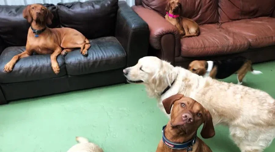 Is Your Dog The Most Popular Breed In Nova Scotia?