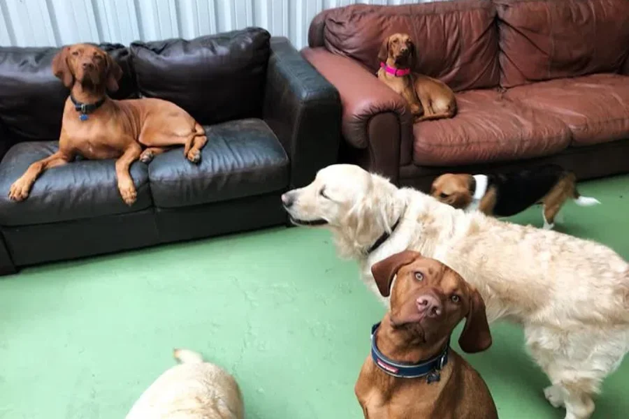 Is Your Dog The Most Popular Breed In Nova Scotia?