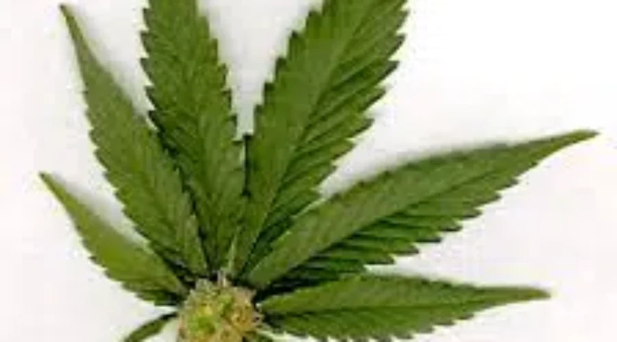 Province updates rules on searches for illegal pot