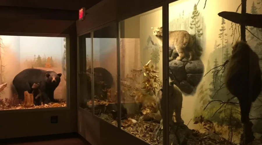 NS Museum of Natural History To Replace Long Standing Exhibits