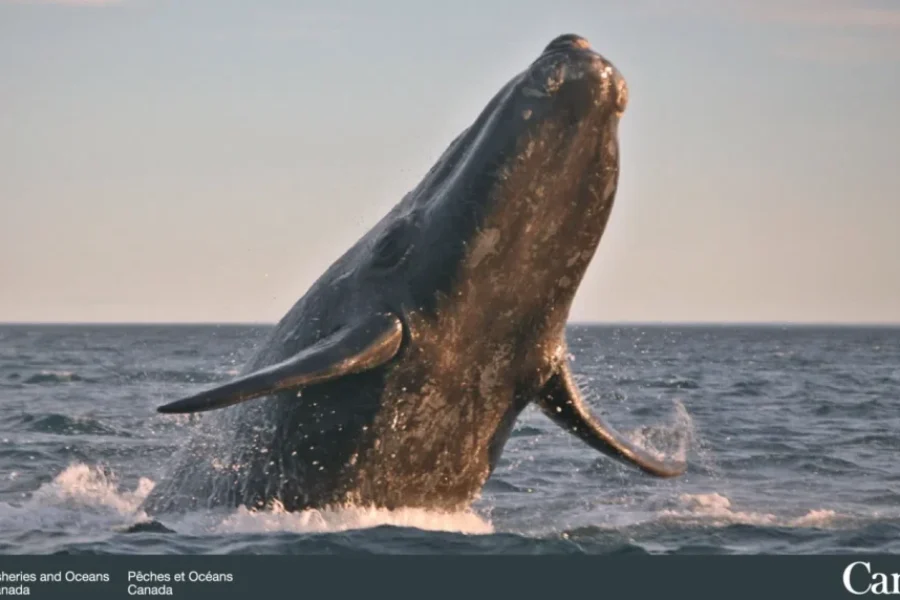 Right whale population reaches lowest level in nearly two decades