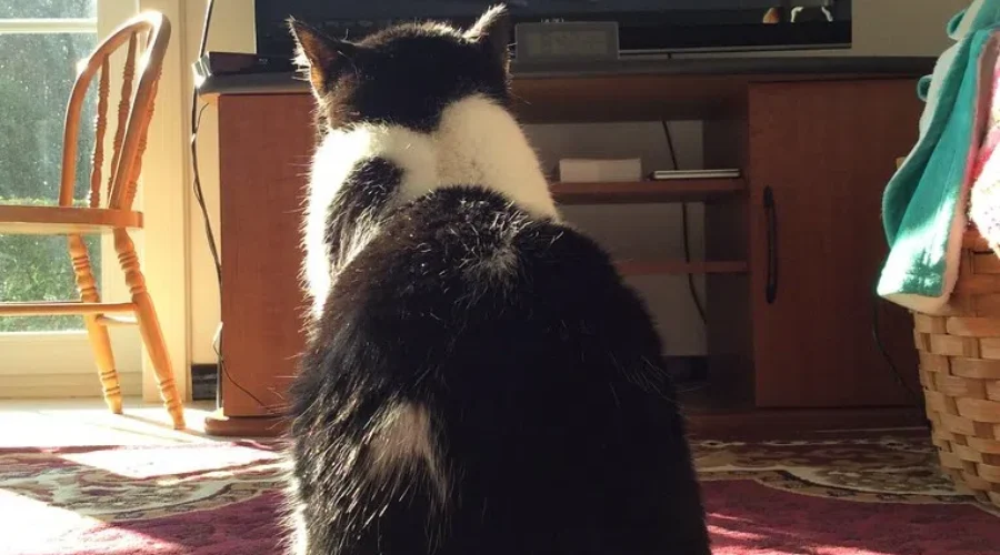 Do You Leave TV Or Radio On For Your Pets?