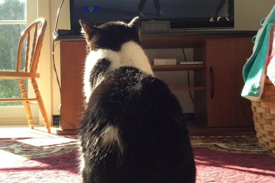 Do You Leave TV Or Radio On For Your Pets?