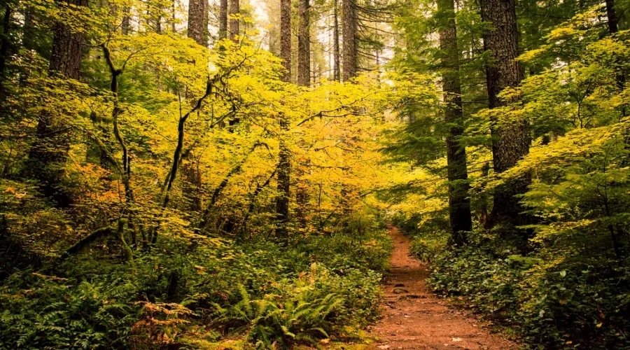 Maybe Don’t Light The Candles