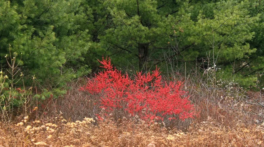 Better Year For Red Berries