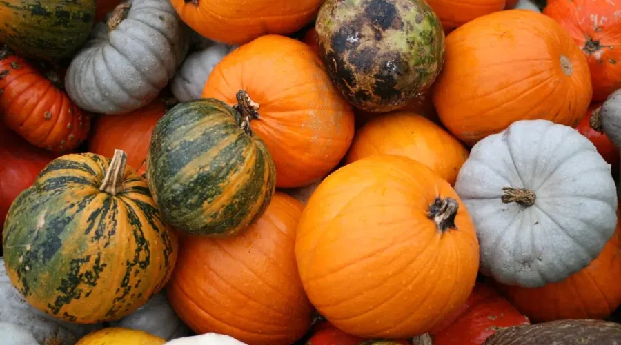 Nature Conservancy: Don’t throw Halloween pumpkins in the woods