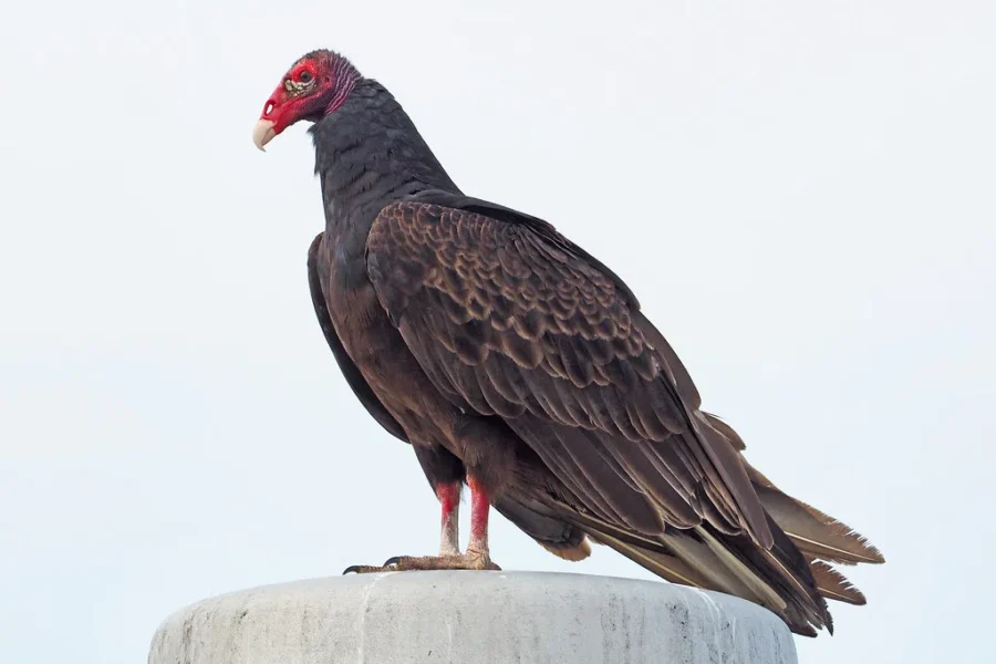 Close, But No Bird